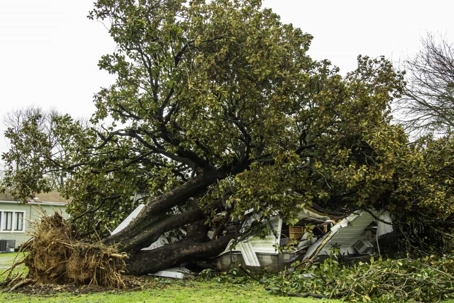 A large tree has fallen on a house
