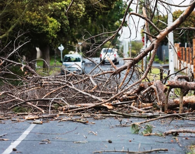 Tree branches fallen into a residential street
