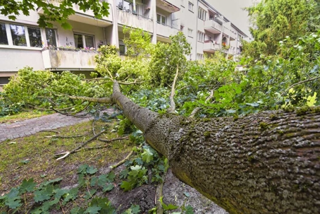 Fallen tree on private property